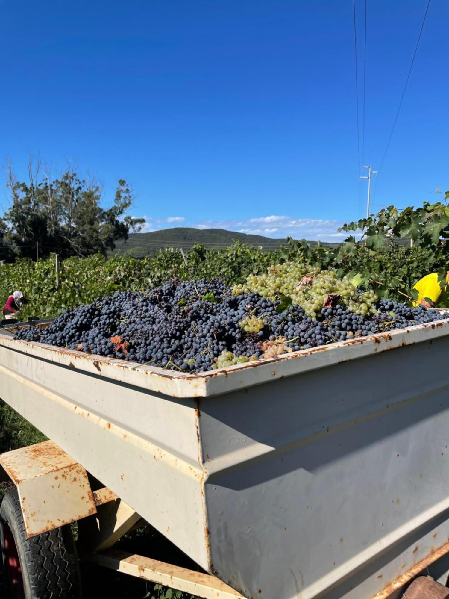 Agriturismo Podere Valdo Gavorrano Dış mekan fotoğraf
