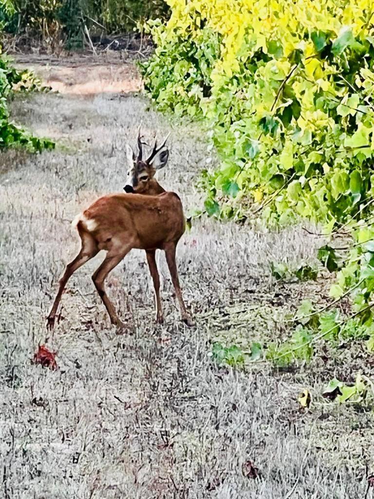 Agriturismo Podere Valdo Gavorrano Dış mekan fotoğraf