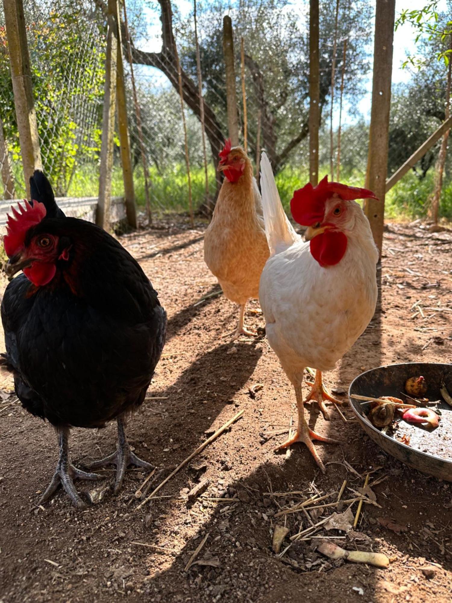 Agriturismo Podere Valdo Gavorrano Dış mekan fotoğraf